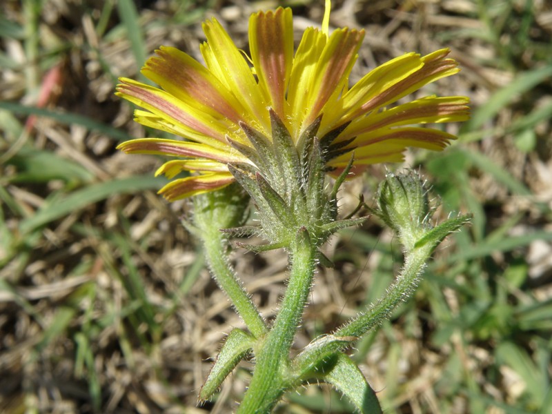 Picris hieracioides