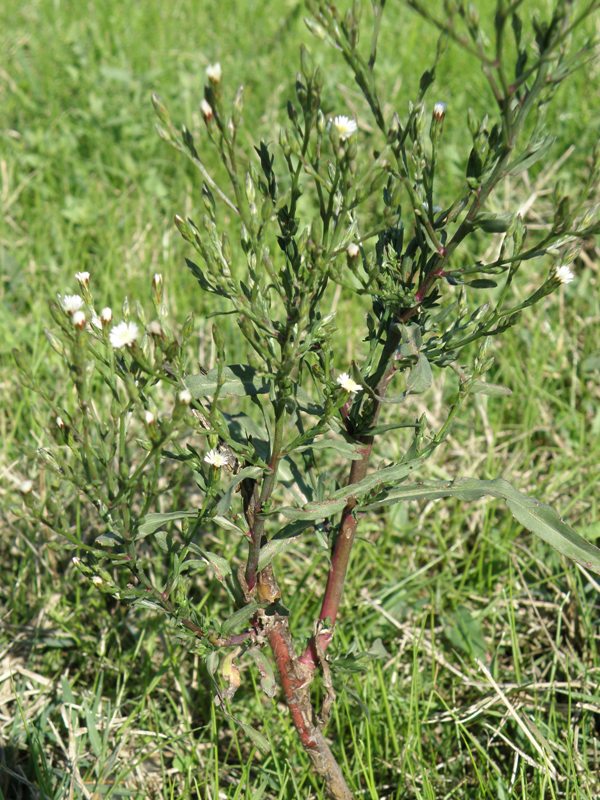 Symphyotrichum squamatum / Astro autunnale