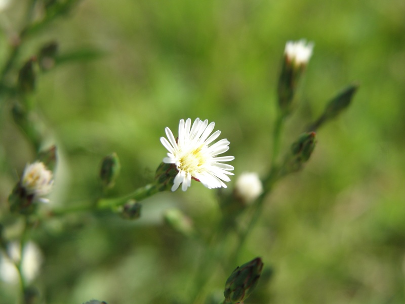 Symphyotrichum squamatum / Astro autunnale