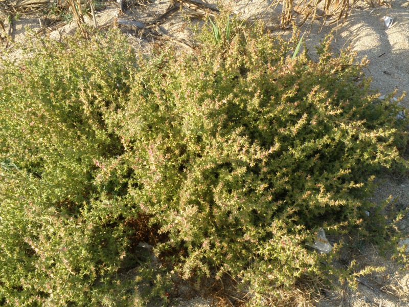 Salsola sp.