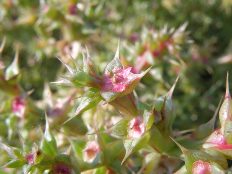 Salsola sp.