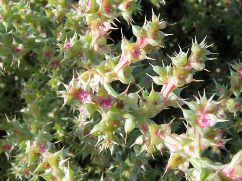Salsola sp.