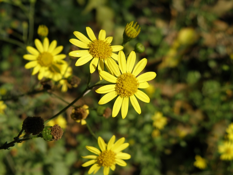 forse Senecio ? - Jacobaea aquatica