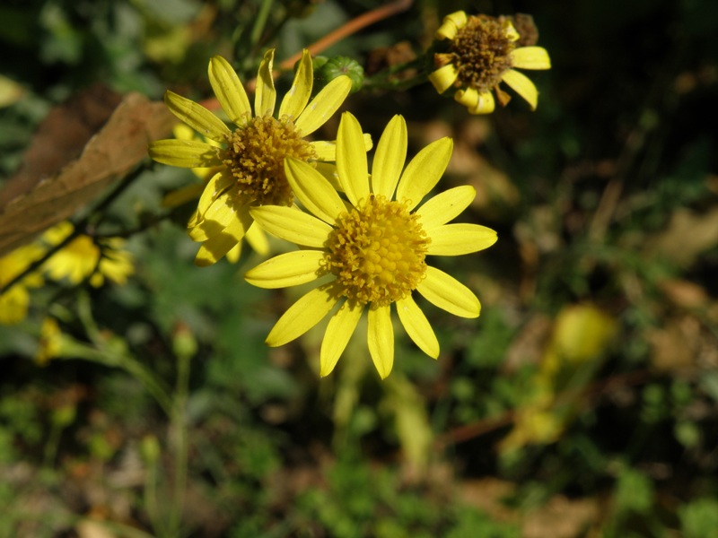 forse Senecio ? - Jacobaea aquatica