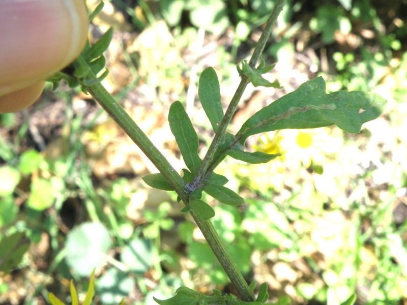 forse Senecio ? - Jacobaea aquatica