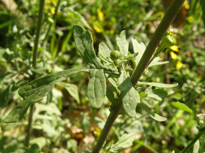 forse Senecio ? - Jacobaea aquatica