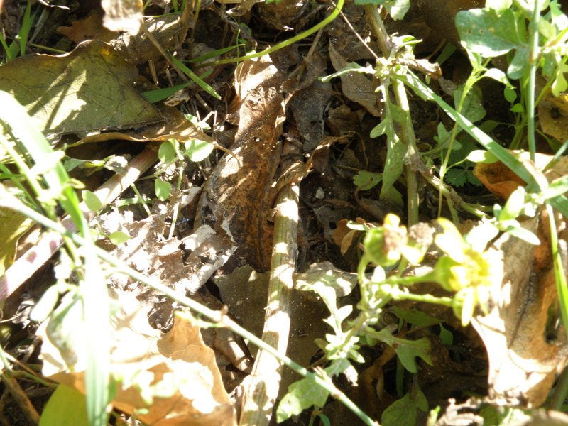 forse Senecio ? - Jacobaea aquatica