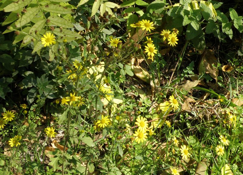 forse Senecio ? - Jacobaea aquatica