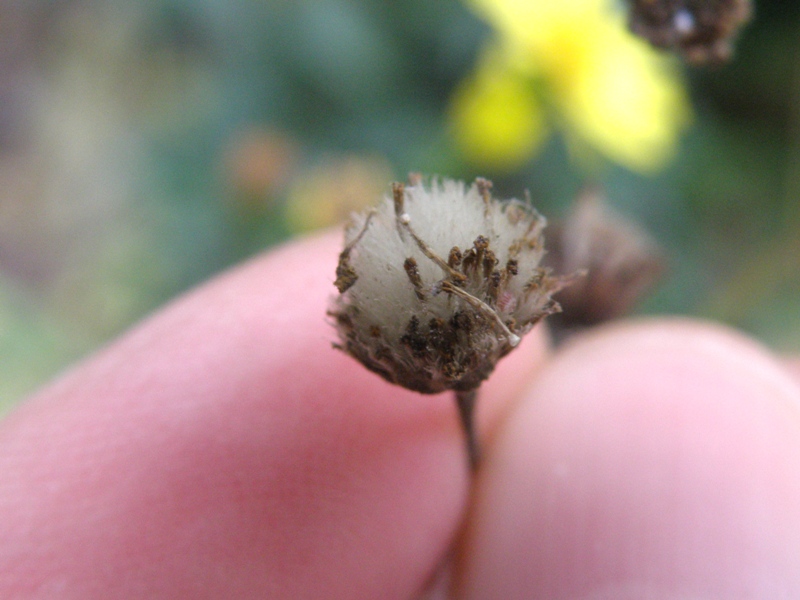 forse Senecio ? - Jacobaea aquatica