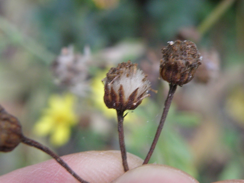 forse Senecio ? - Jacobaea aquatica