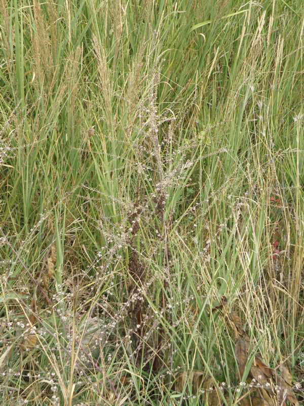 Lepidium graminifolium