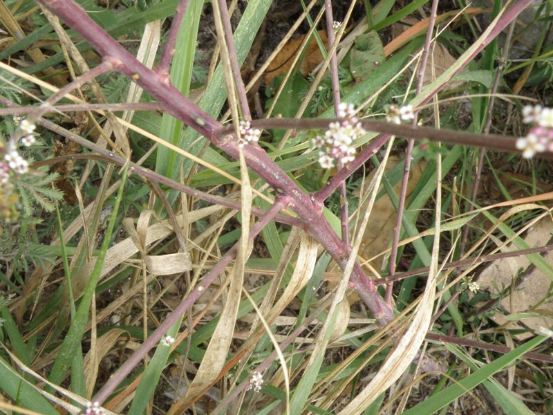 Lepidium graminifolium