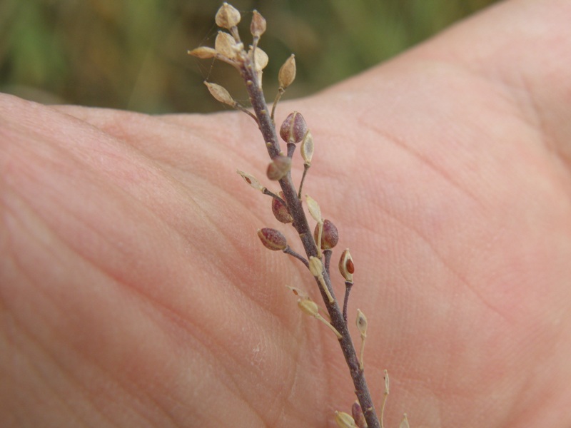 Lepidium graminifolium