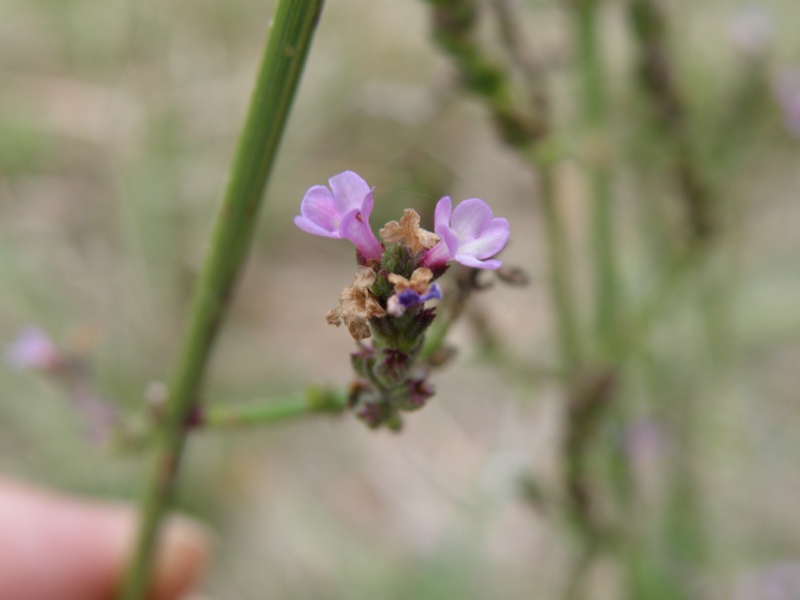 Verbena officinalis