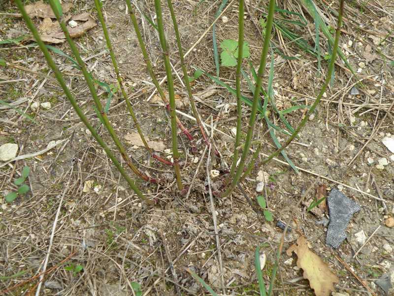 Verbena officinalis