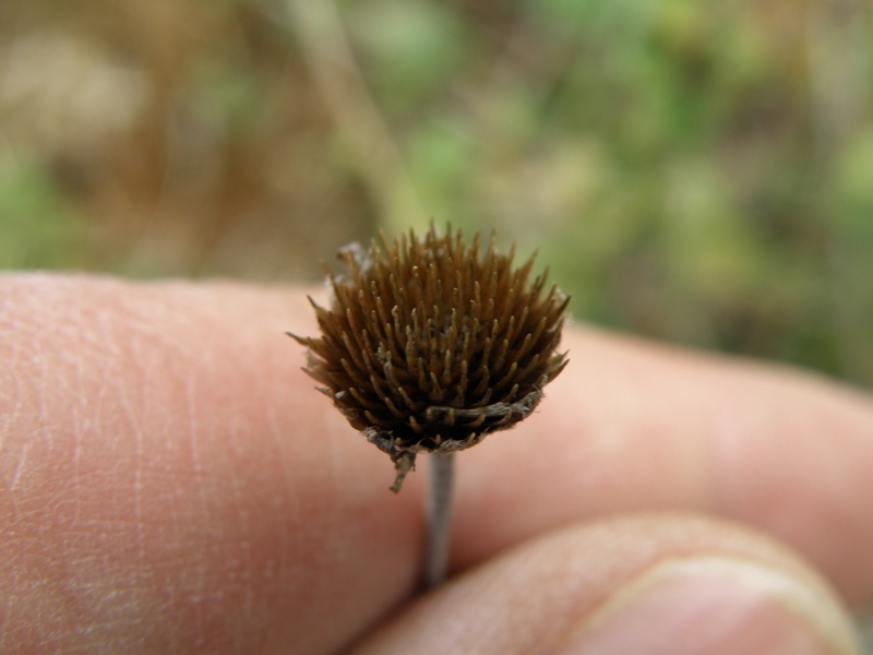 Cota tinctoria