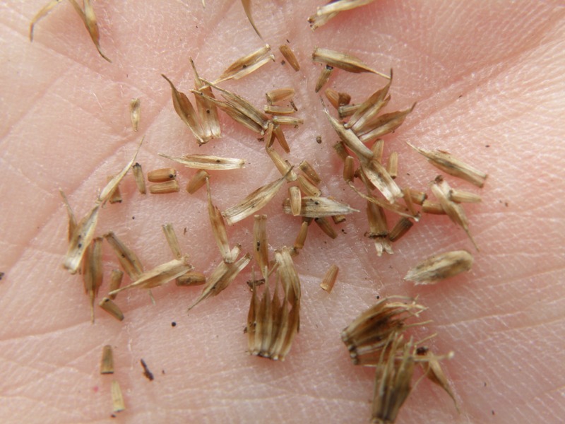 Cota tinctoria