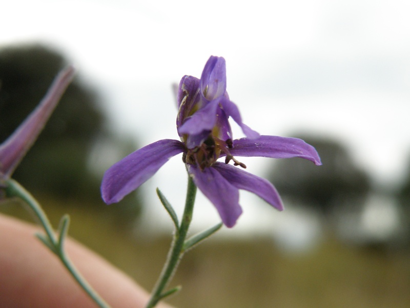 Delphinium halteratum