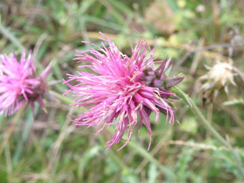 Carduus nutans e Onopordum illyricum