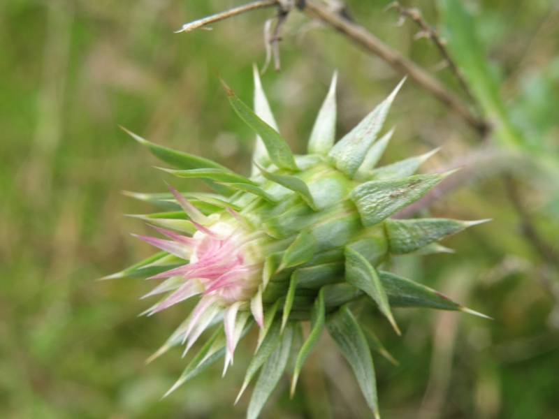 Carduus nutans e Onopordum illyricum