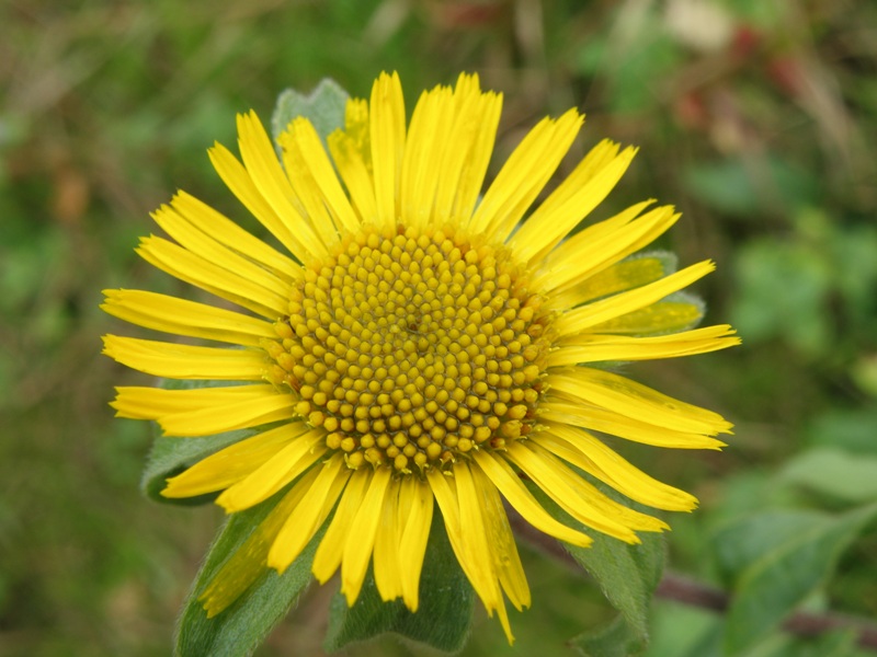 Pallenis spinosa (L.) Cass.