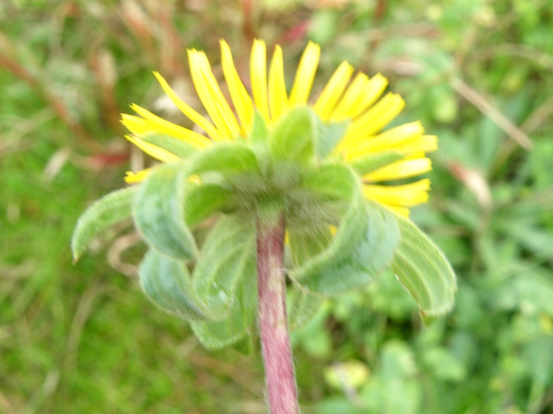 Pallenis spinosa (L.) Cass.