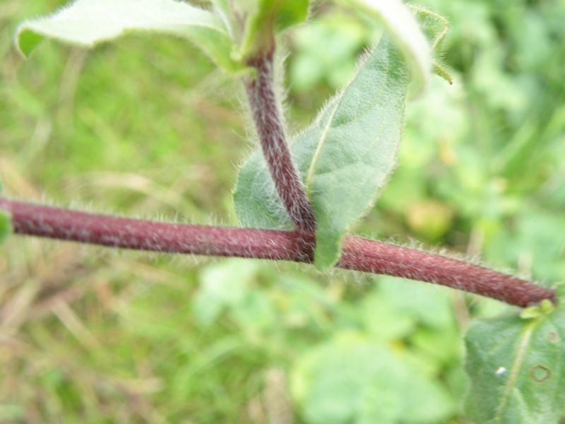 Pallenis spinosa (L.) Cass.