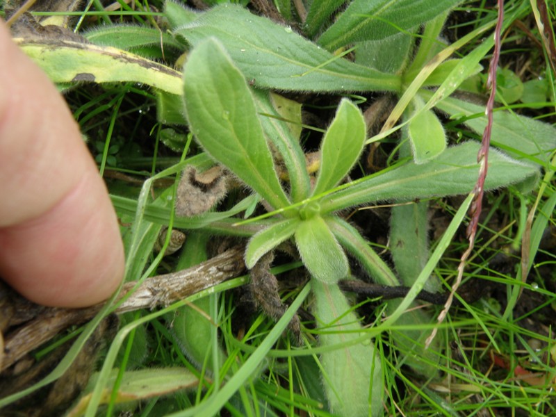 Pallenis spinosa (L.) Cass.