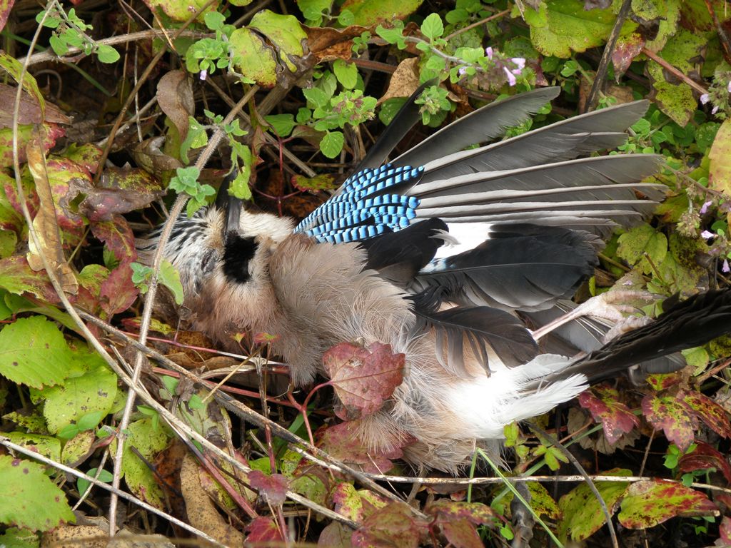 Spiacevole ritrovamento