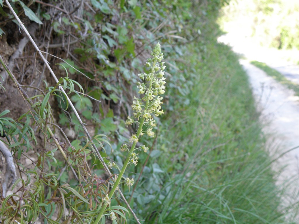 Una conferma : Reseda lutea ?