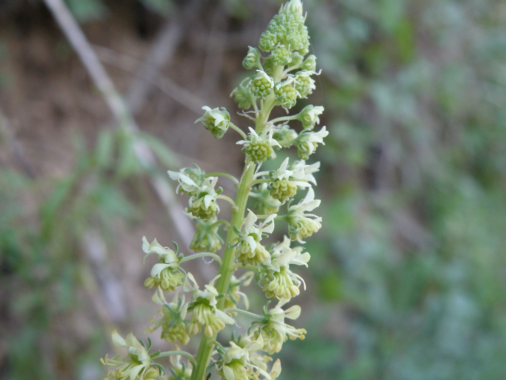 Una conferma : Reseda lutea ?
