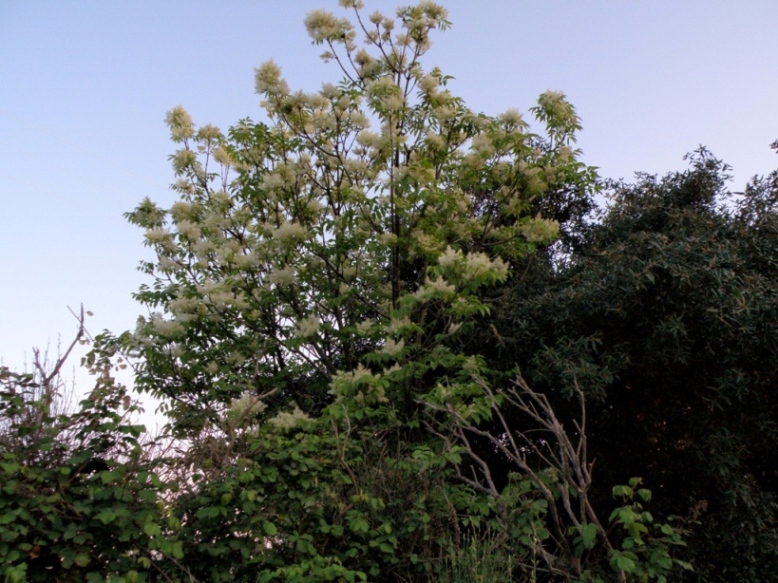 Albero fiorito - Fraxinus ornus