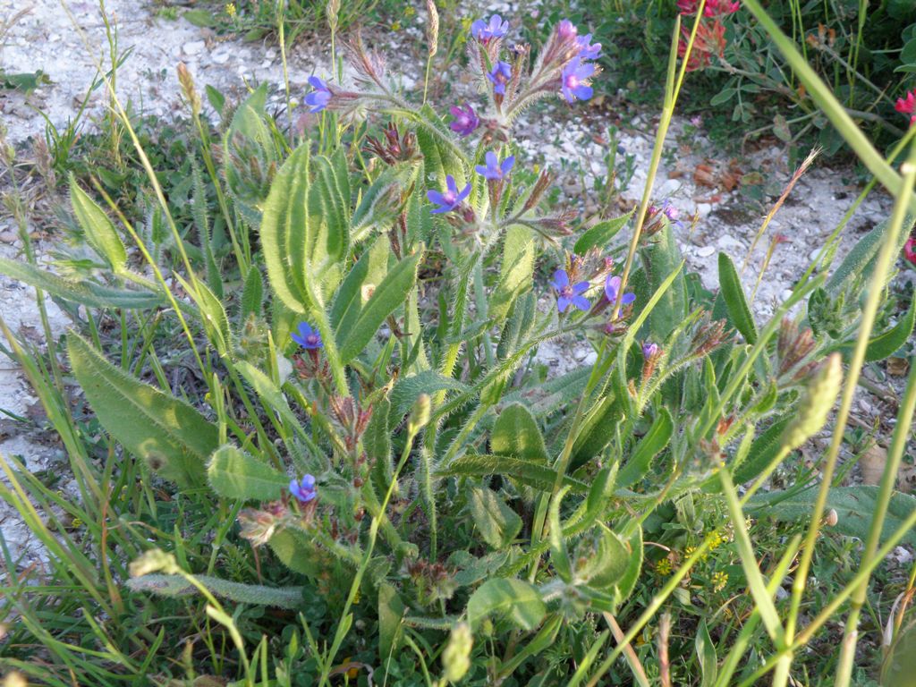Anchusa azurea