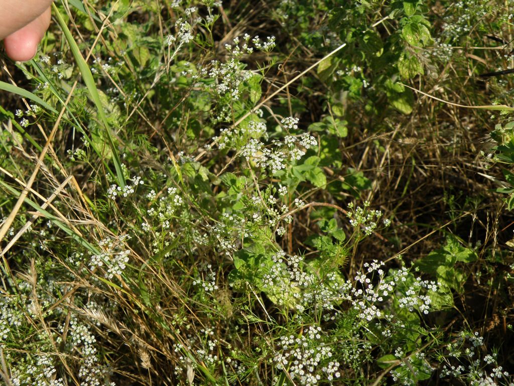 Ammoides pusilla / Prezzemolo bastardo