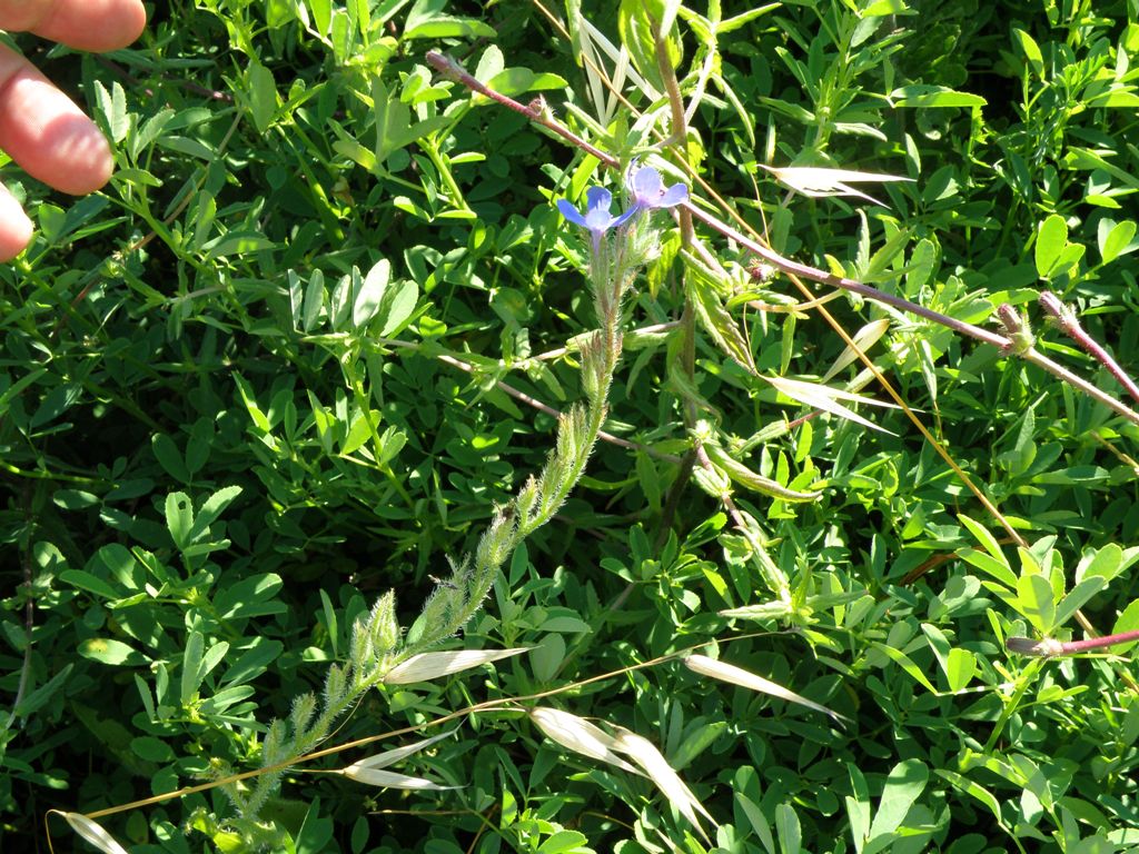 Anchusa azurea
