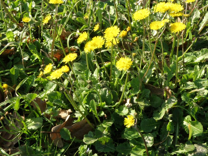 Crepis sancta / Radicchiella di Terrasanta