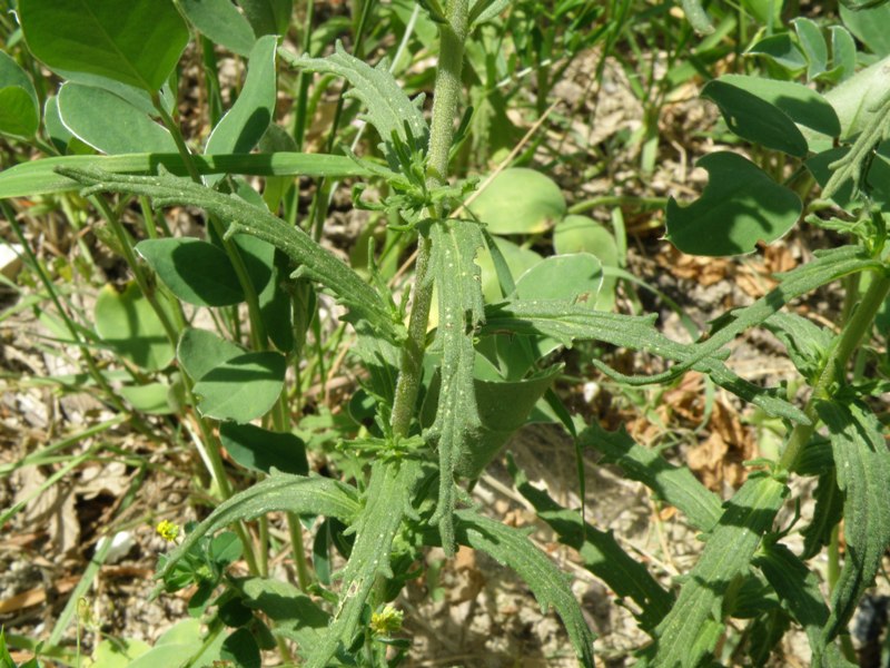 Bartsia trixago