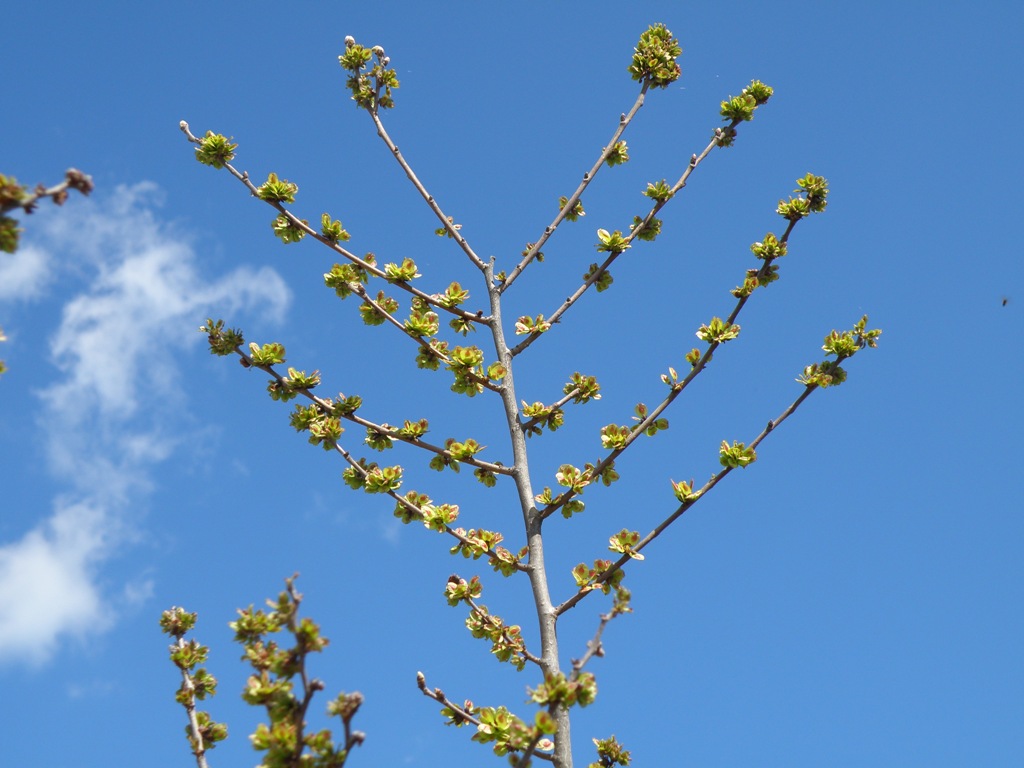 Ulmus pumila / Olmo siberiano