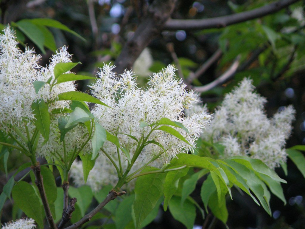 Albero fiorito - Fraxinus ornus