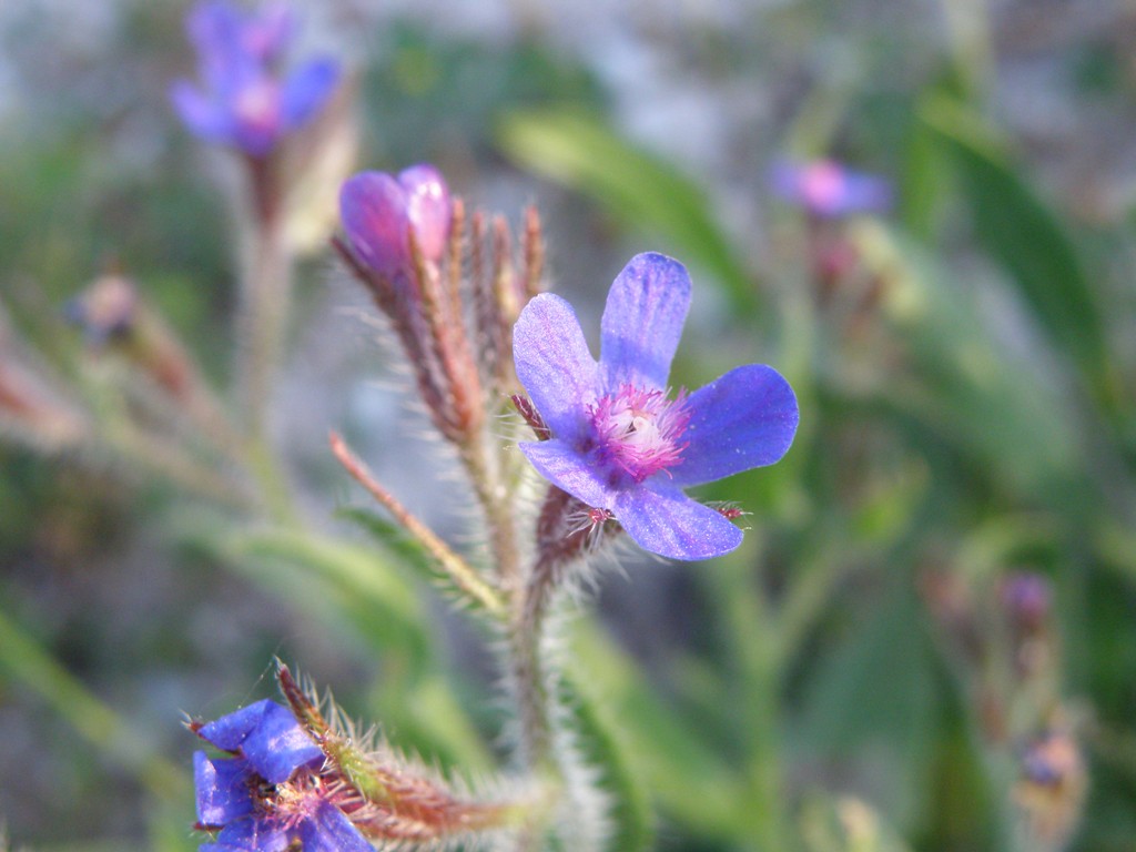 Anchusa azurea