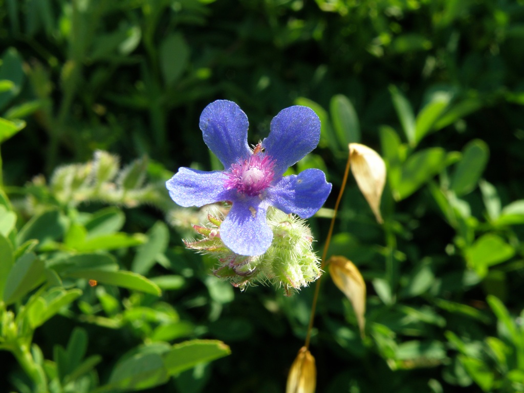 Anchusa azurea