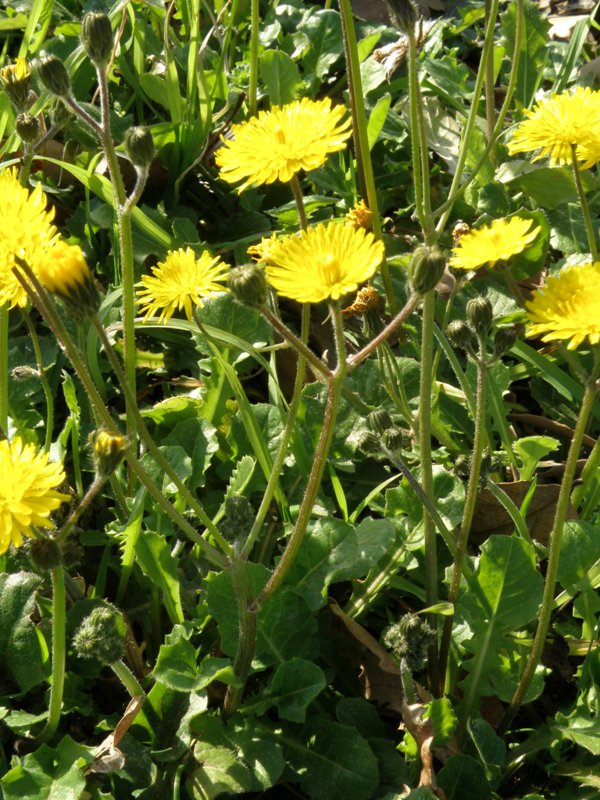 Crepis sancta / Radicchiella di Terrasanta