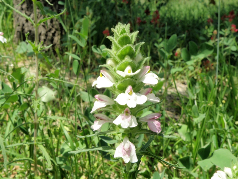 Bartsia trixago