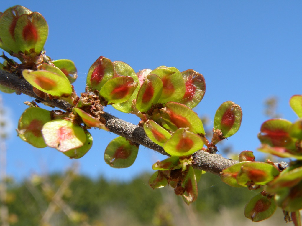 Ulmus pumila / Olmo siberiano