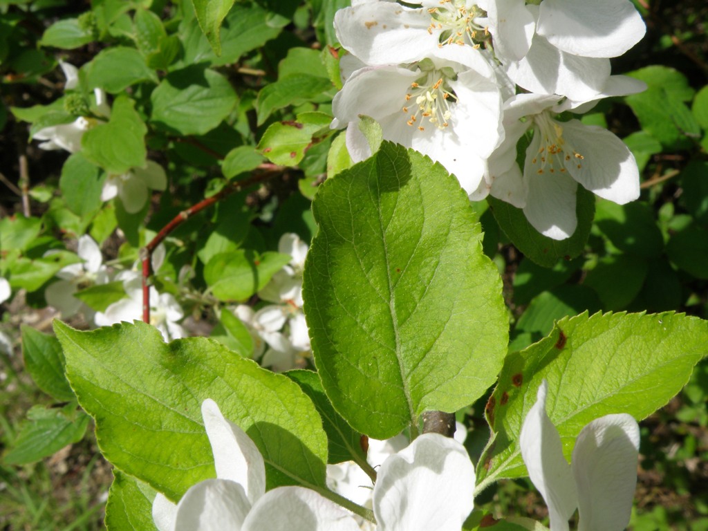 Malus sylvestris