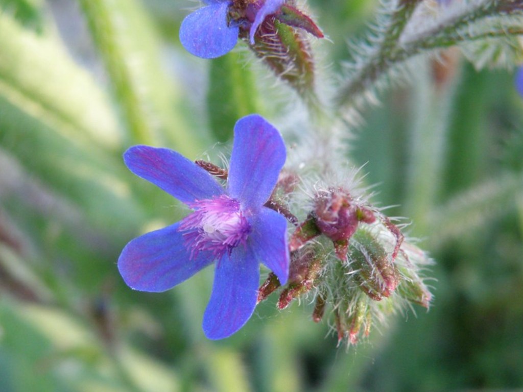 Anchusa azurea