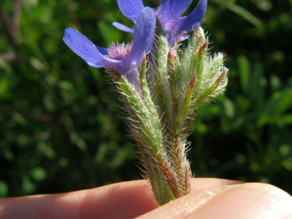 Anchusa azurea