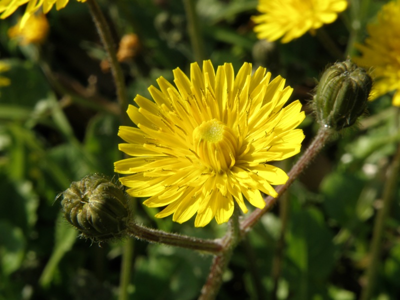 Crepis sancta / Radicchiella di Terrasanta