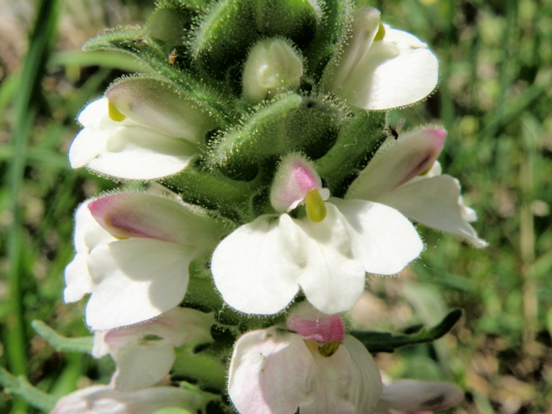 Bartsia trixago