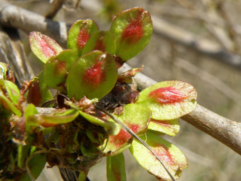 Ulmus pumila / Olmo siberiano